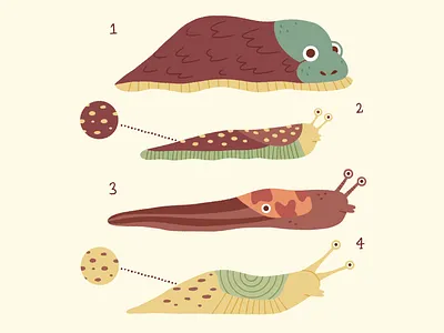Peachtober Day 3 — Slug chart design gastropoda illustration peachtober procreate slug slugs stylized types