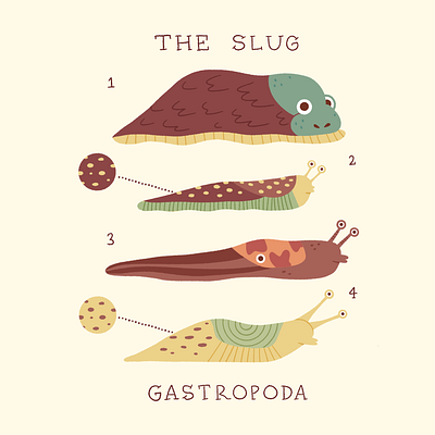 Peachtober Day 3 — Slug chart design gastropoda illustration peachtober procreate slug slugs stylized types