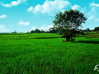 Sheltered amid the verdant zephyr's sigh. batang cover photo farm farmland horizon indonesia landscape natural nature paddy photo photo album photo editing photo manipulation photographer photography photoshop rice zzoe