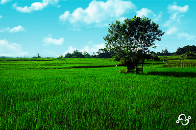 Sheltered amid the verdant zephyr's sigh. batang cover photo farm farmland horizon indonesia landscape natural nature paddy photo photo album photo editing photo manipulation photographer photography photoshop rice zzoe