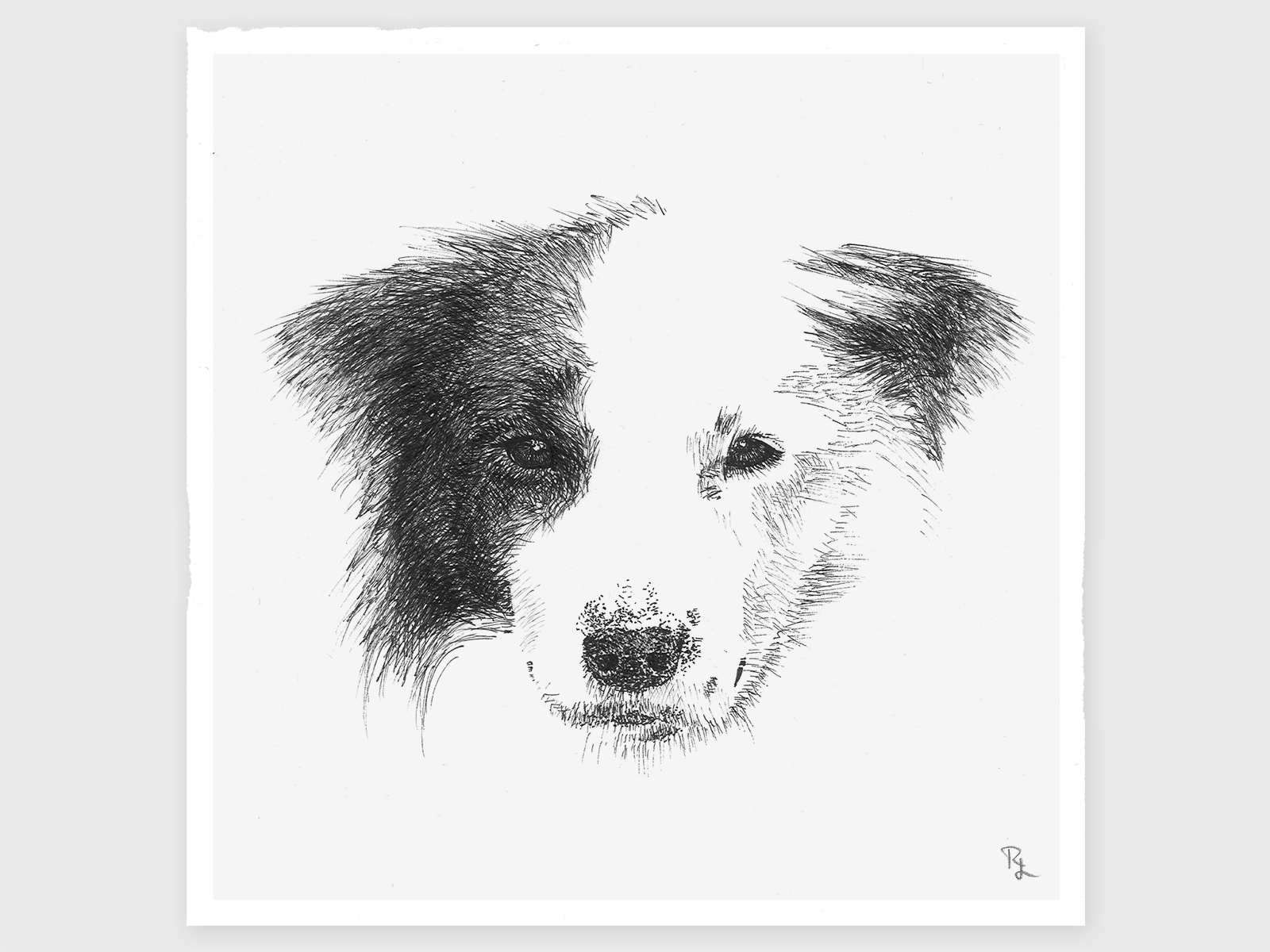 portrait-of-a-border-collie-by-rotem-lahav-on-dribbble