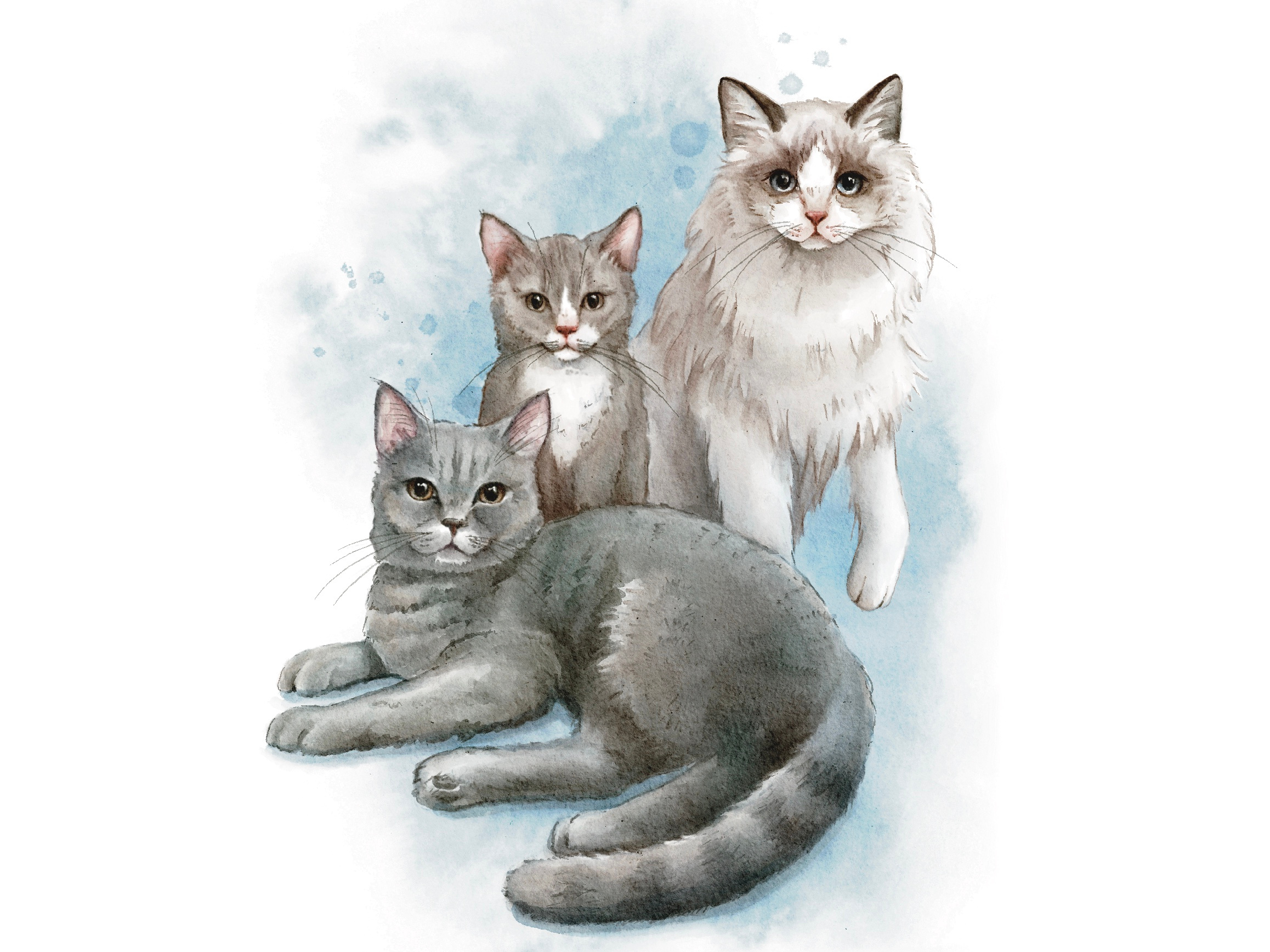 Custom Pet Portrait artwork custom design digital art digital illustration digital painting digital watercolor drawing handdrawn illustration keepsake pet portrait portrait watercolor