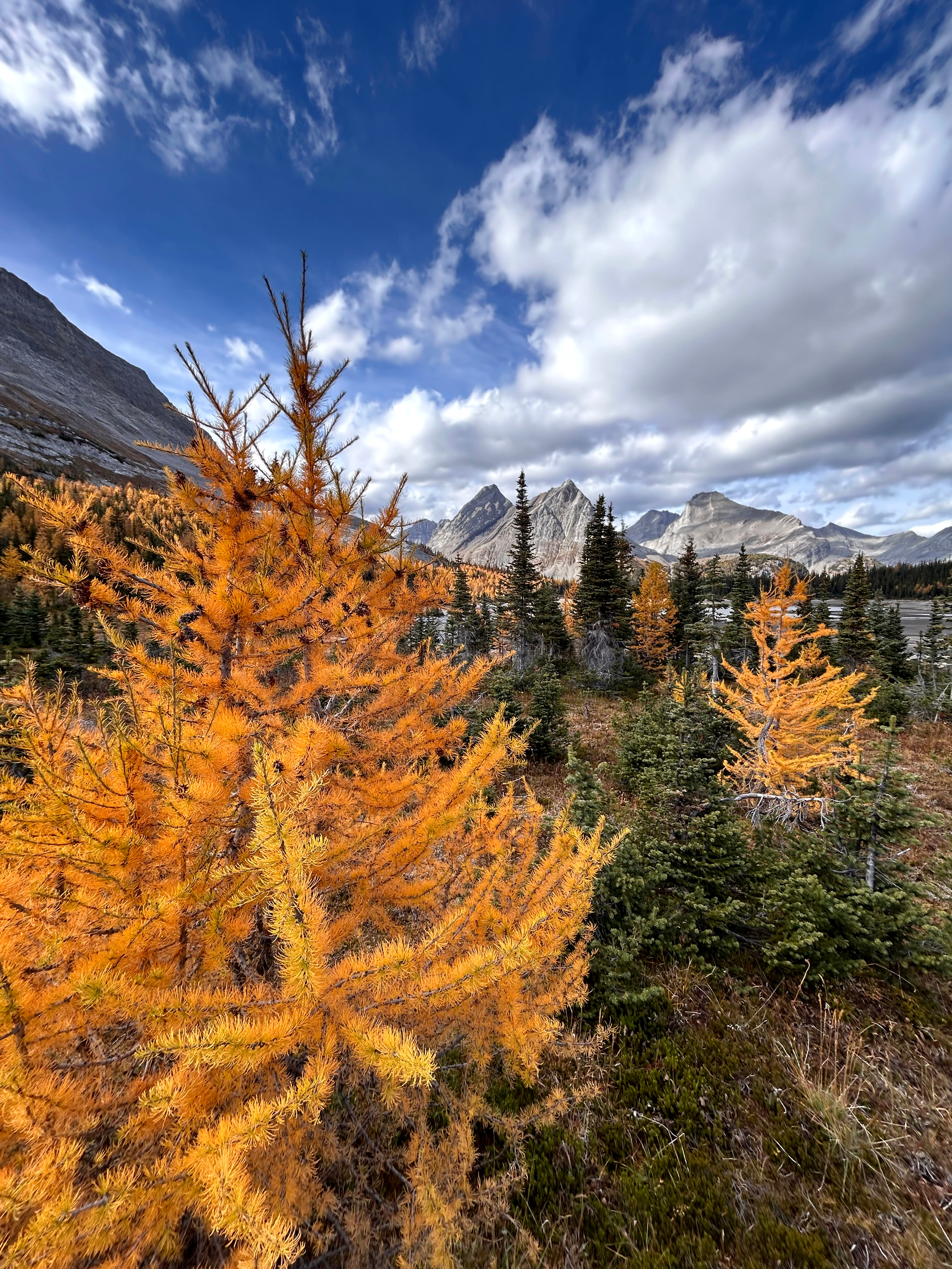 Hunter & Gatherer canadian rockies creative direction design hike hike guide identity illustration larch madness larches natural world rawlyk rawlyk art rawlyk design rawlyk nature rich rawlyk story telling thewayfindercompany trail times