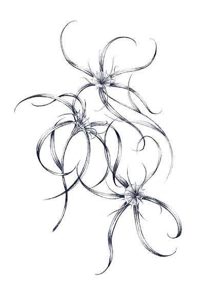 Orchid study