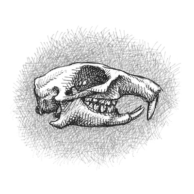 Prairie Dog Skull animals art artist artwork drawing hand drawn illustration ink medical prairie dog scientific skeleton skull