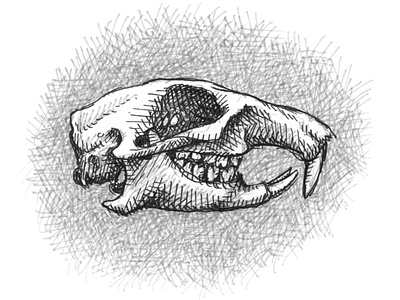 Prairie Dog Skull animals art artist artwork drawing hand drawn illustration ink medical prairie dog scientific skeleton skull