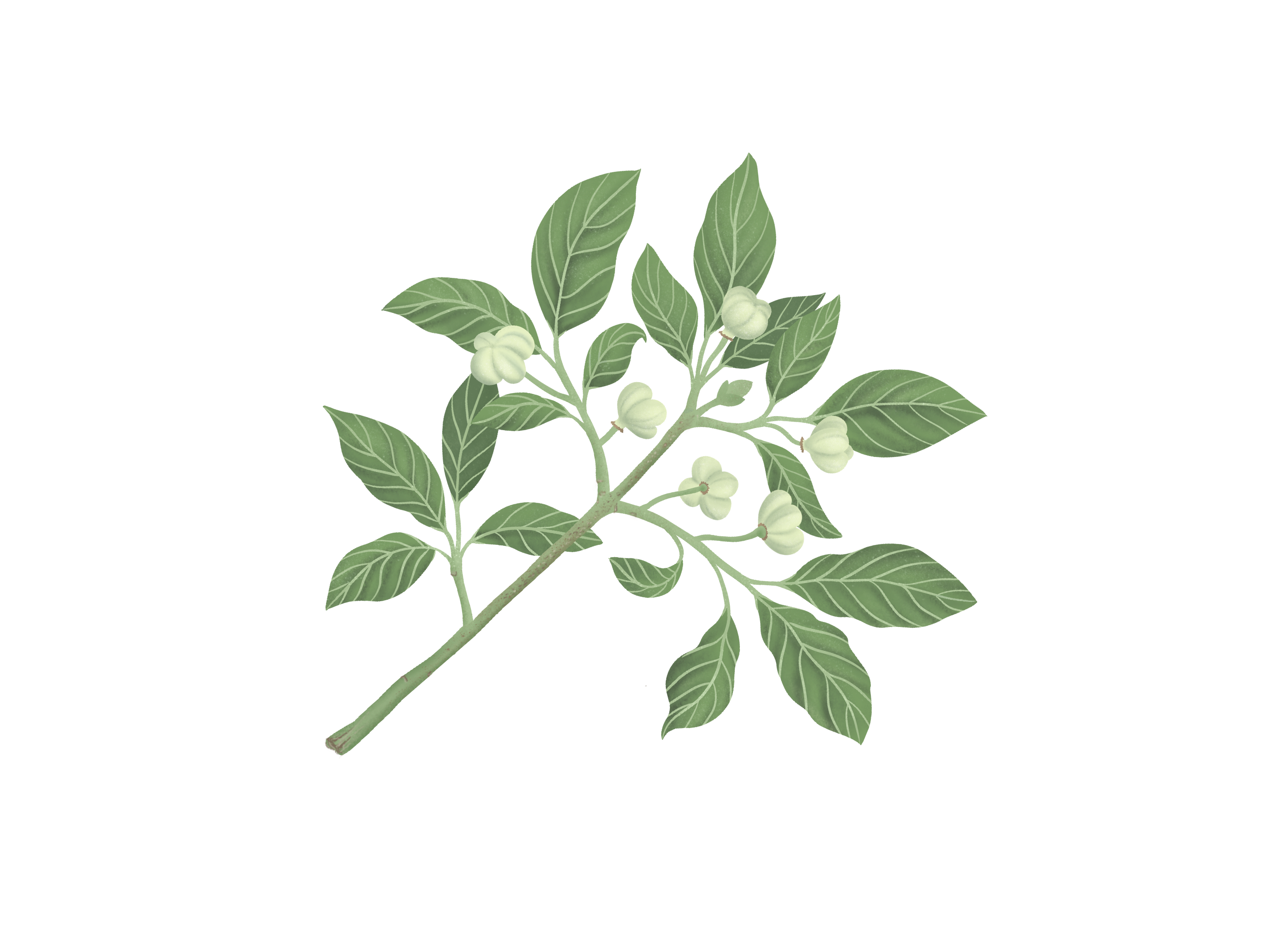 Botanical illustrations botanical botanical illustrations cute illustration digital illustration graphic design illustration