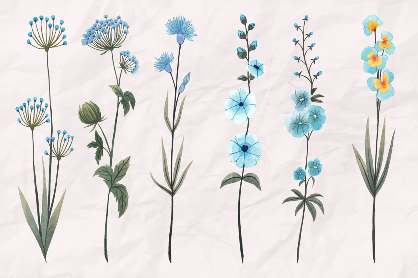 ボヘミアンワイルドフラワー水彩セット