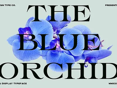 TAN - THE BLUE ORCHID elegant font fashion font luxury font old world retro font stylish font tan the blue orchid traditional serif vintage font wide serif