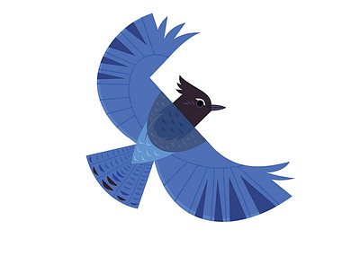 Steller's Jay app branding design graphic design illustration logo typography ui ux vector