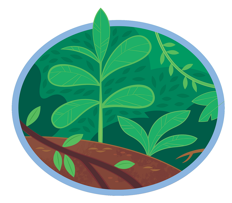 Rainforest app branding design graphic design illustration logo typography ui ux vector