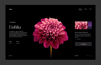 New Flower Based Web Design 3d animation branding motion graphics ui