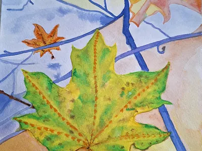 Maple leaf in the park autumn fall leaf maple season yellow