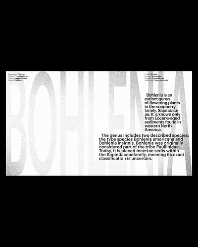 BOHLENIA | Layout exploration, Pt.3 composition design figma graphic design grid landing landing page layout minimal minimalism minimalist minimalistic typographic typography ui ui design user interface web web design