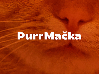 Brand Identity for a cat rescue center animal rescue bold design brand designer brand identity design branding cat design cat rescue cats graphic design logo logo design pet care pet shop pet shop design pet store design stationary design vibrant design