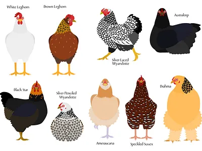 Colorful chickens animal breed cartoon chicken cute graphic design illustration