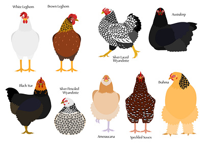 Colorful chickens animal breed cartoon chicken cute graphic design illustration