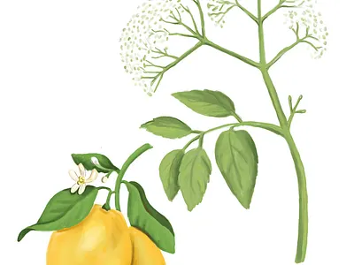 Botanical illustration