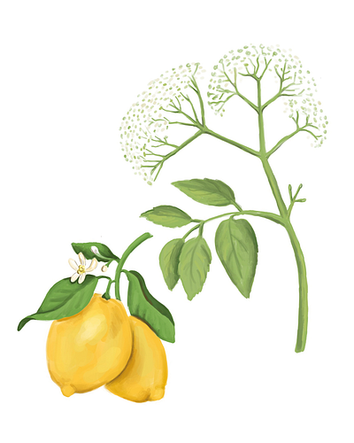 Botanical illustration