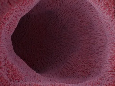 3D Medical Animation: Bacterial Motility in Small Intestine 3d animation blender 3d