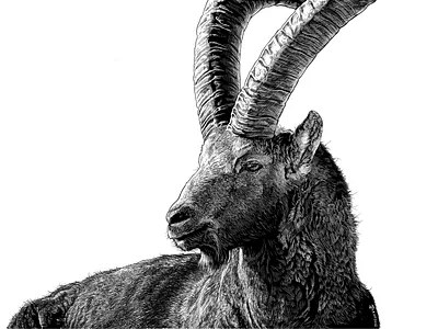 Alpine ibex animal animal illustration black and white illustration