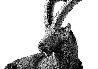 Alpine ibex animal animal illustration black and white illustration