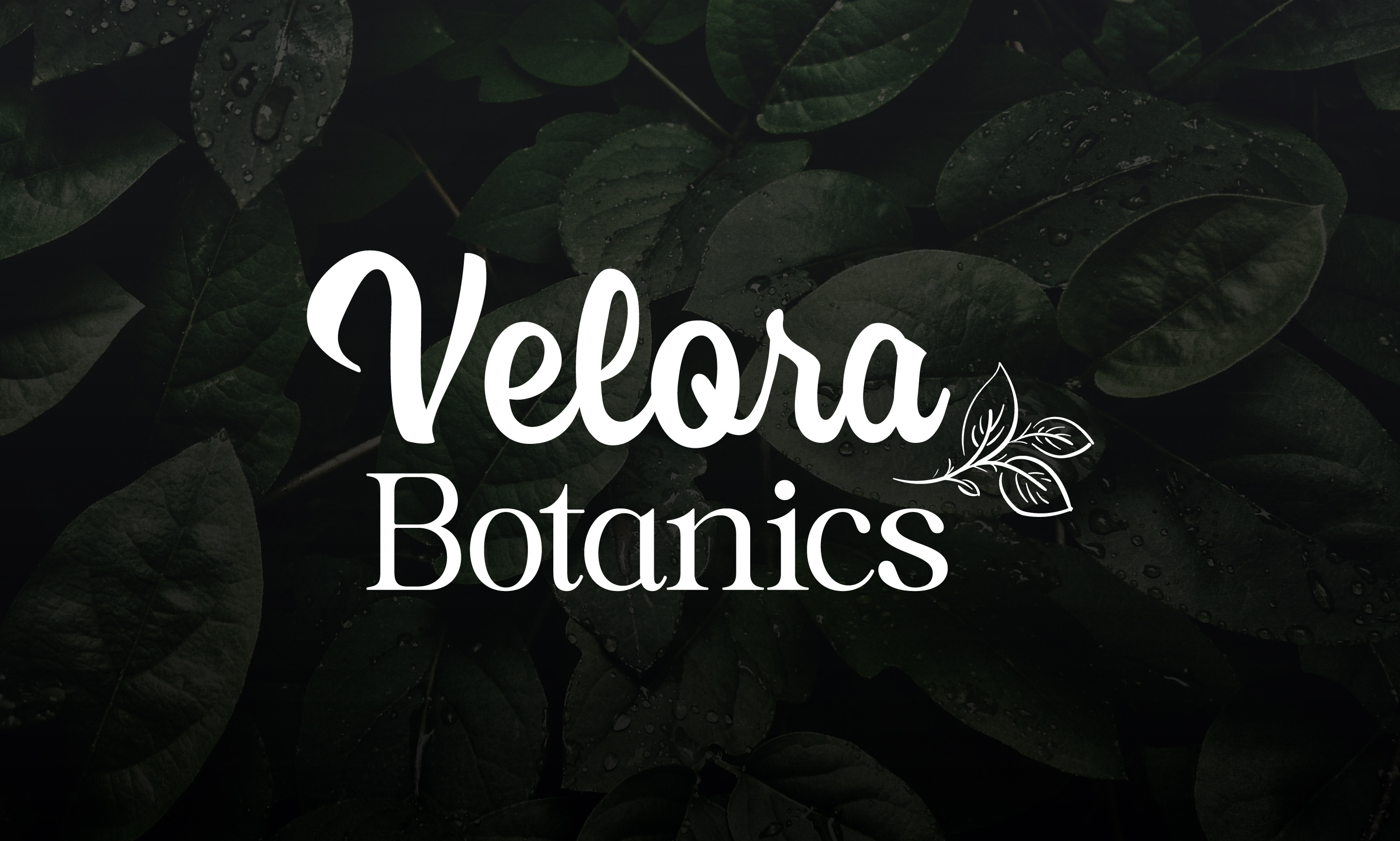 Velora Botanics Logotype beauty beauty and skincare botanics brand identity brand logo branding design feminine graphic design logo logo creation logo design logotype minimal minimalist modern skincare typography wordmark