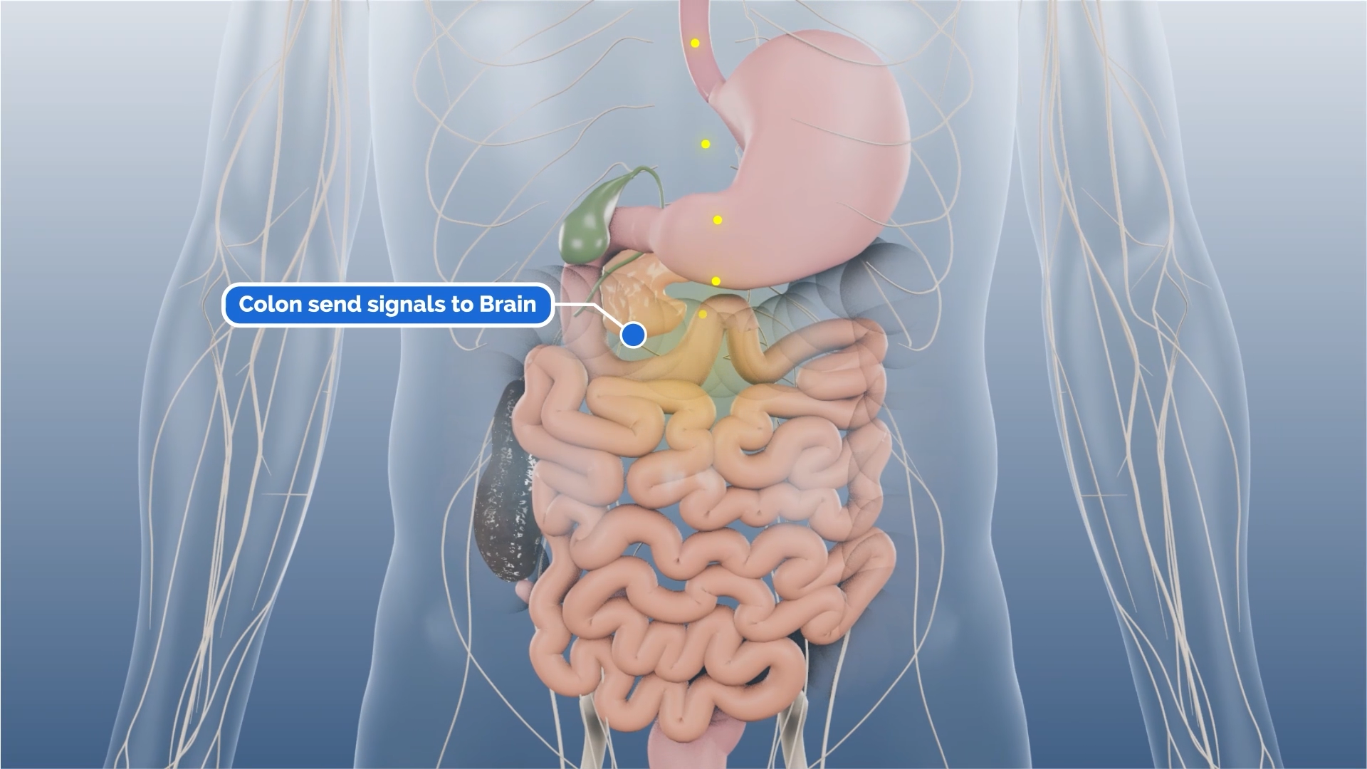Example of Medical Animated Video