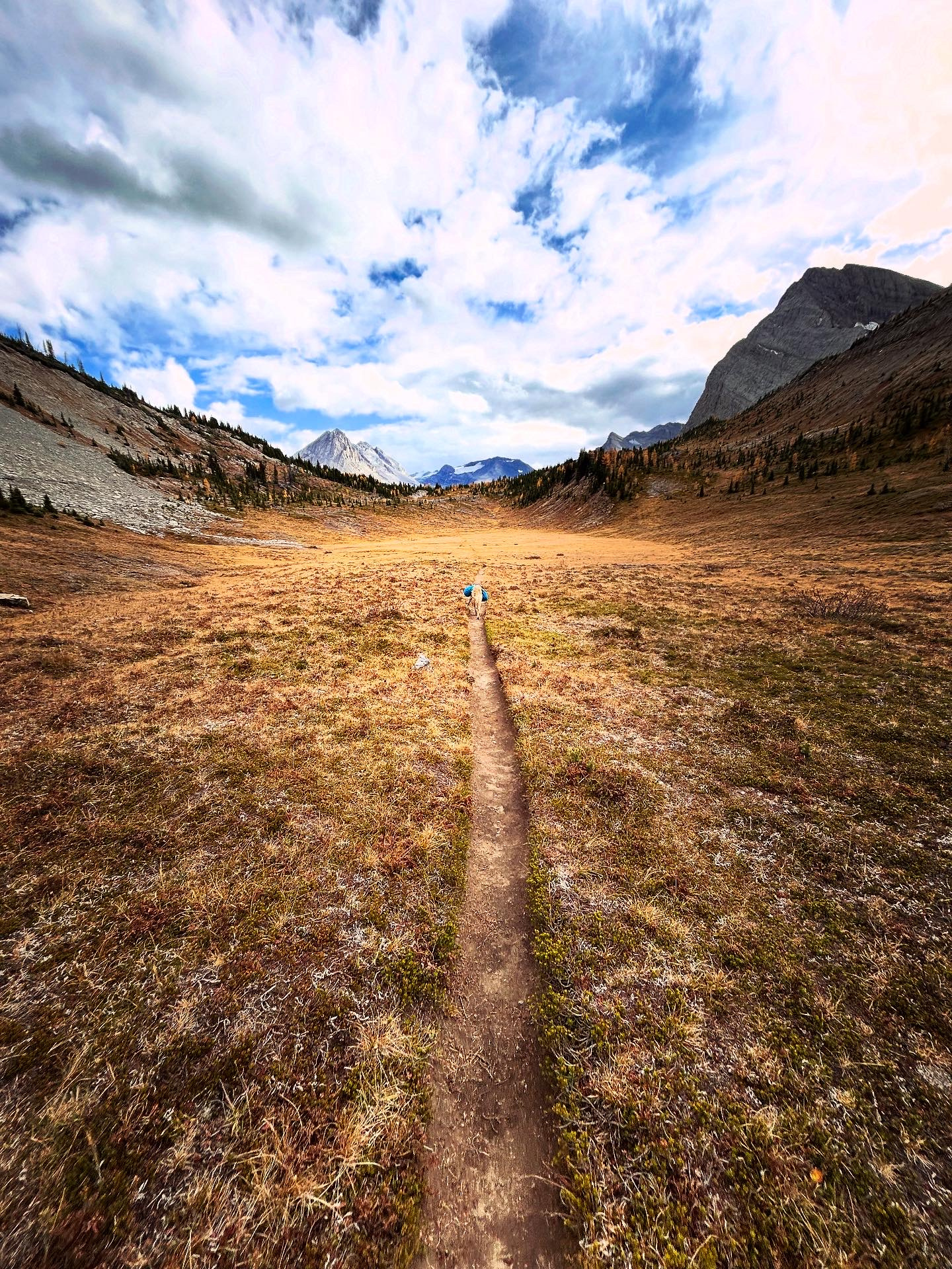 October's Quiet Bloomers branding creative direction design flower guide hike hike with dogs hike with kids hiking guide identity illustration rawlyk design rawlyk illustration rawlyk innovation thewayfindercompany trail time wildflower child