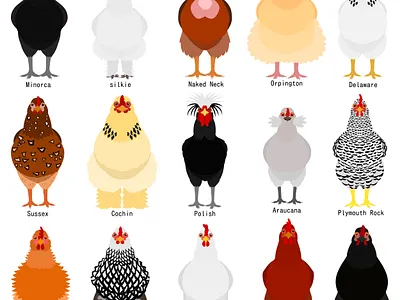 15 chicken breeds animal birds chicken chicken breeds cute design farm graphic design illustration