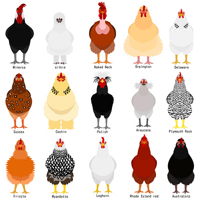 15 chicken breeds animal birds chicken chicken breeds cute design farm graphic design illustration