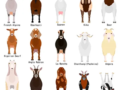 15 goat breeds animal cartoon cute farm animals goat goat breeds graphic design illustration