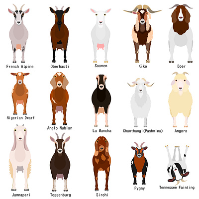 15 goat breeds animal cartoon cute farm animals goat goat breeds graphic design illustration