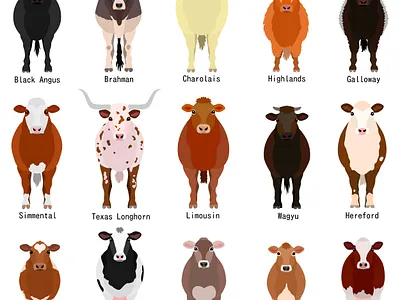 15 cow breeds animal cartoon cattle cattle breeds chart cow cow breeds cute design farm animals graphic design illustration