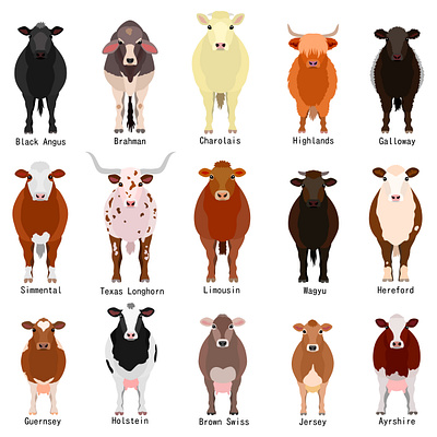 15 cow breeds animal cartoon cattle cattle breeds chart cow cow breeds cute design farm animals graphic design illustration