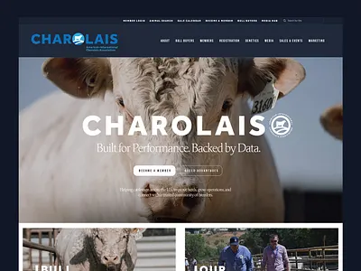 Cattle Association Web Design - Charolais association web design association website web design website design