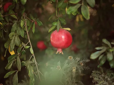 צילומי פריחה