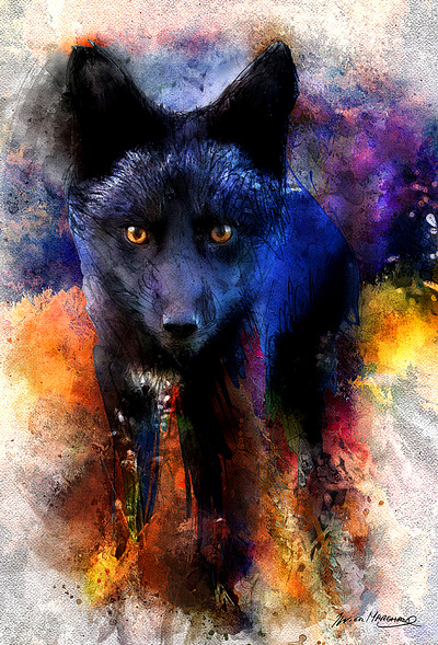 Le renard noir