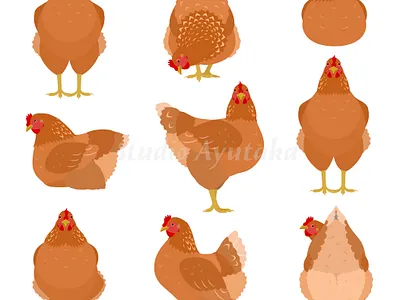 Set of brown chickens in various poses animal birds cartoon chicken clipart cute design farm animals graphic design illustration