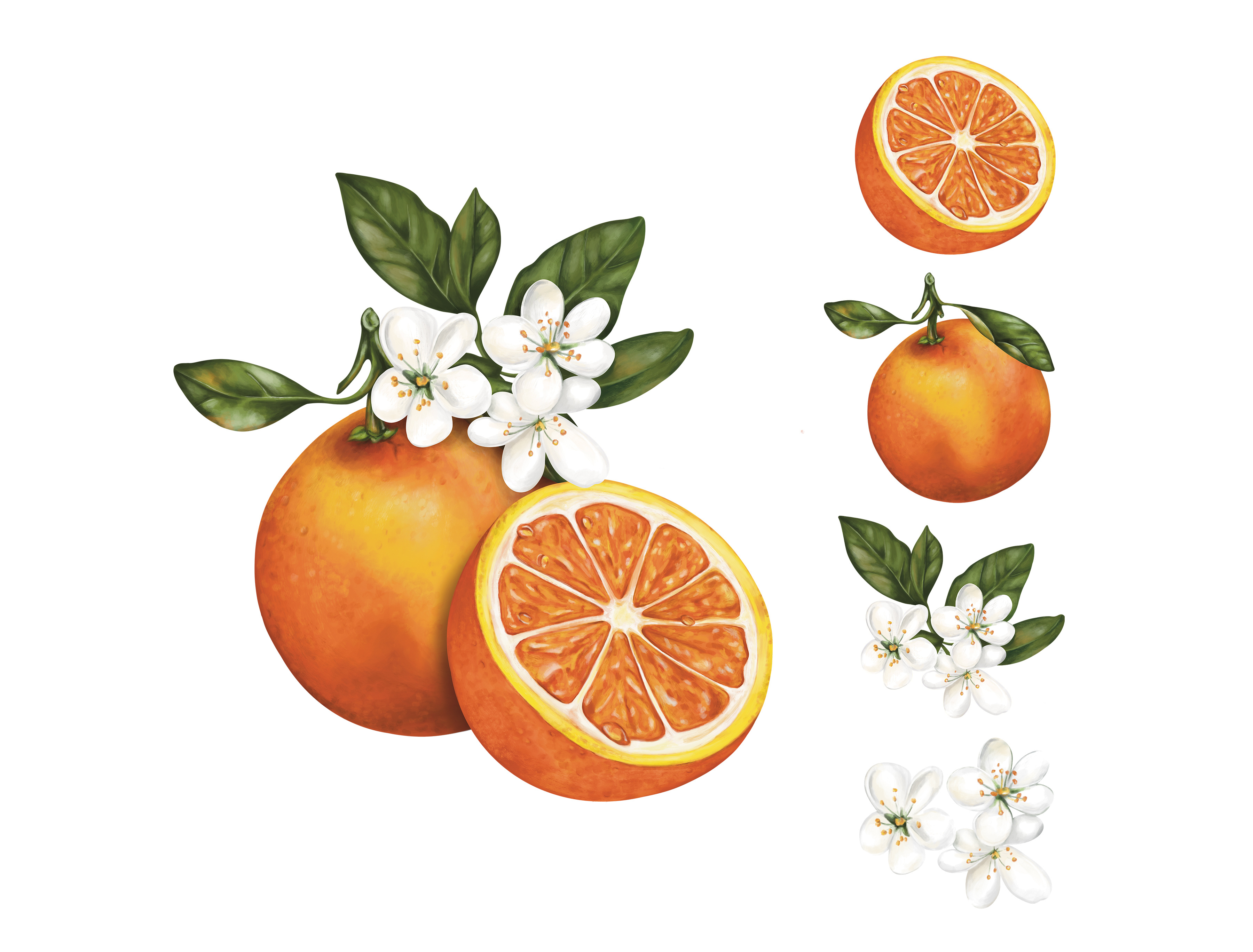 Orange Painting - Modular Illustrations blossom citrus digital digital art digital illustration digital painting flower food fresh fruit fruity hand painted modular modular painting natural orange organic packaging art packaging illustration painting
