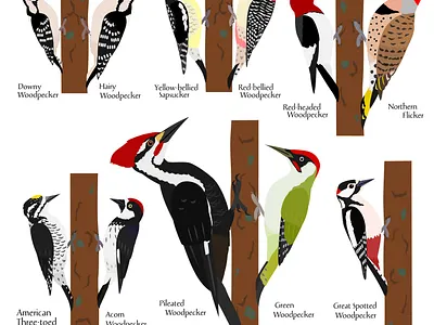 The species of Woodpeckers animal birds cartoon cute design graphic design illustration woodpecker species woodpeckers