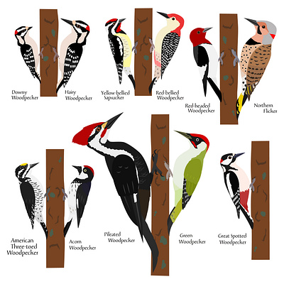 The species of Woodpeckers animal birds cartoon cute design graphic design illustration woodpecker species woodpeckers