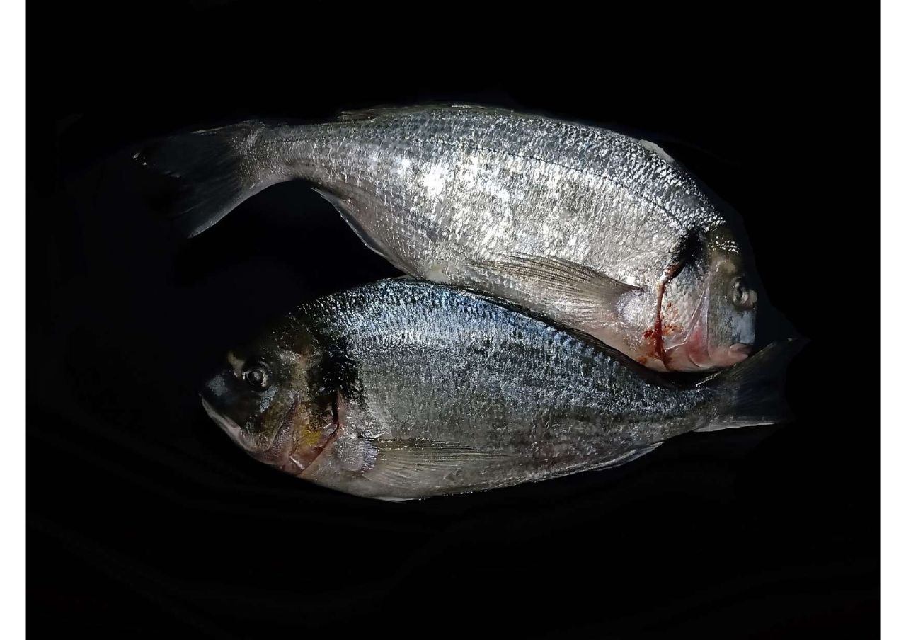 Scomposition animals photography still life