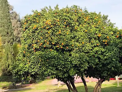 Peaceful Moment in Park HaYarkon 3d ai animation branding design graphic design illustration logo motion graphics ui vector