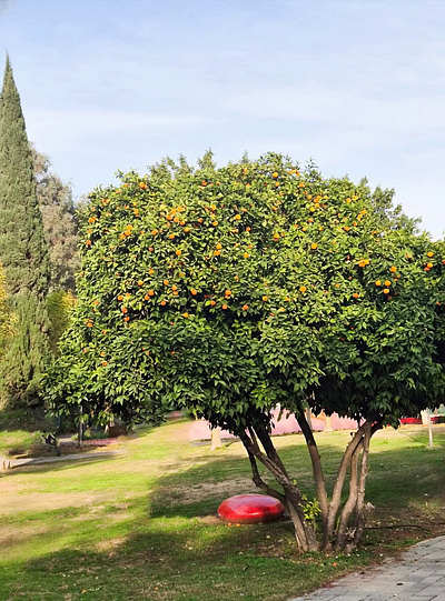 Peaceful Moment in Park HaYarkon 3d ai animation branding design graphic design illustration logo motion graphics ui vector