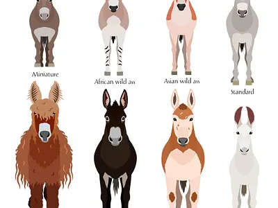 Various breeds of Donkeys animal cartoon cute design donkey farm graphic design illustration