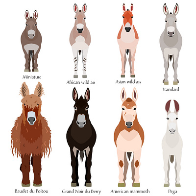 Various breeds of Donkeys animal cartoon cute design donkey farm graphic design illustration