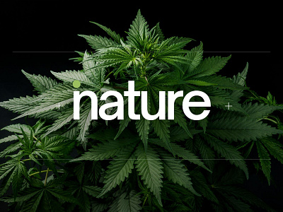 Calm – inature CBD Oil Branding branding graphic design logo motion graphics