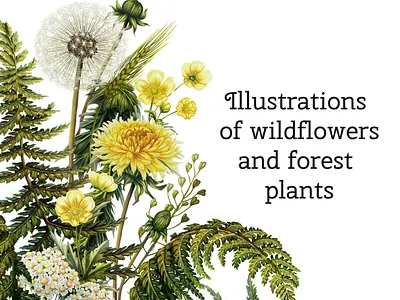 Botanical illustration with wildflowers 2d artist art botany digital art digital illustration drawing graphic art illustration illustrator procreate
