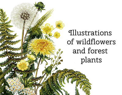 Botanical illustration with wildflowers 2d artist art botany digital art digital illustration drawing graphic art illustration illustrator procreate